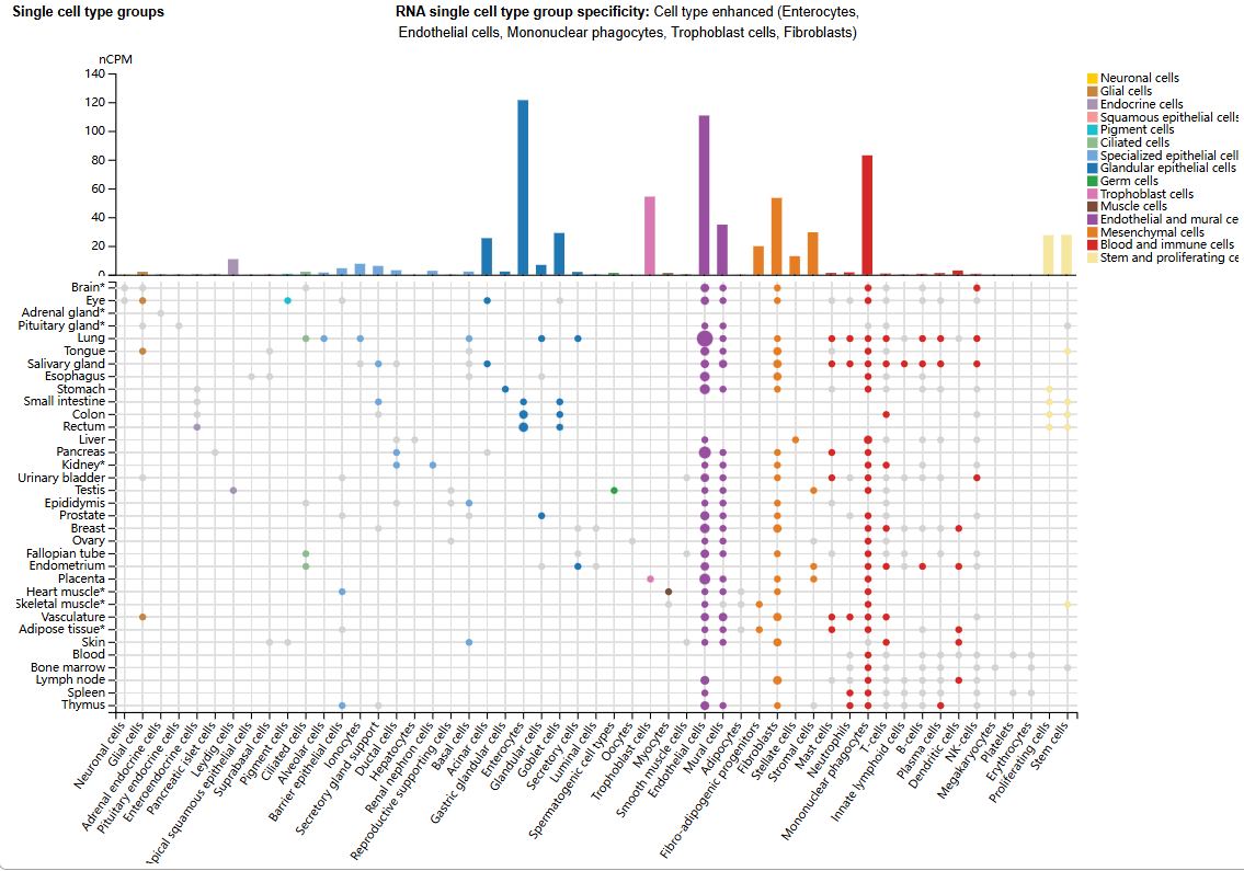 Vascular development regulatory factor ACVRL1 Vascular development regulatory factor ACVRL1
