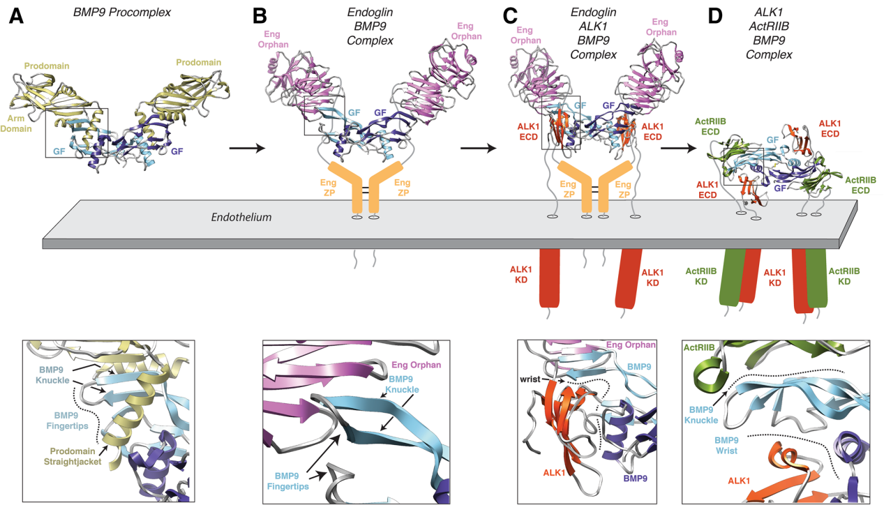 Vascular development regulatory factor ACVRL1 Vascular development regulatory factor ACVRL1