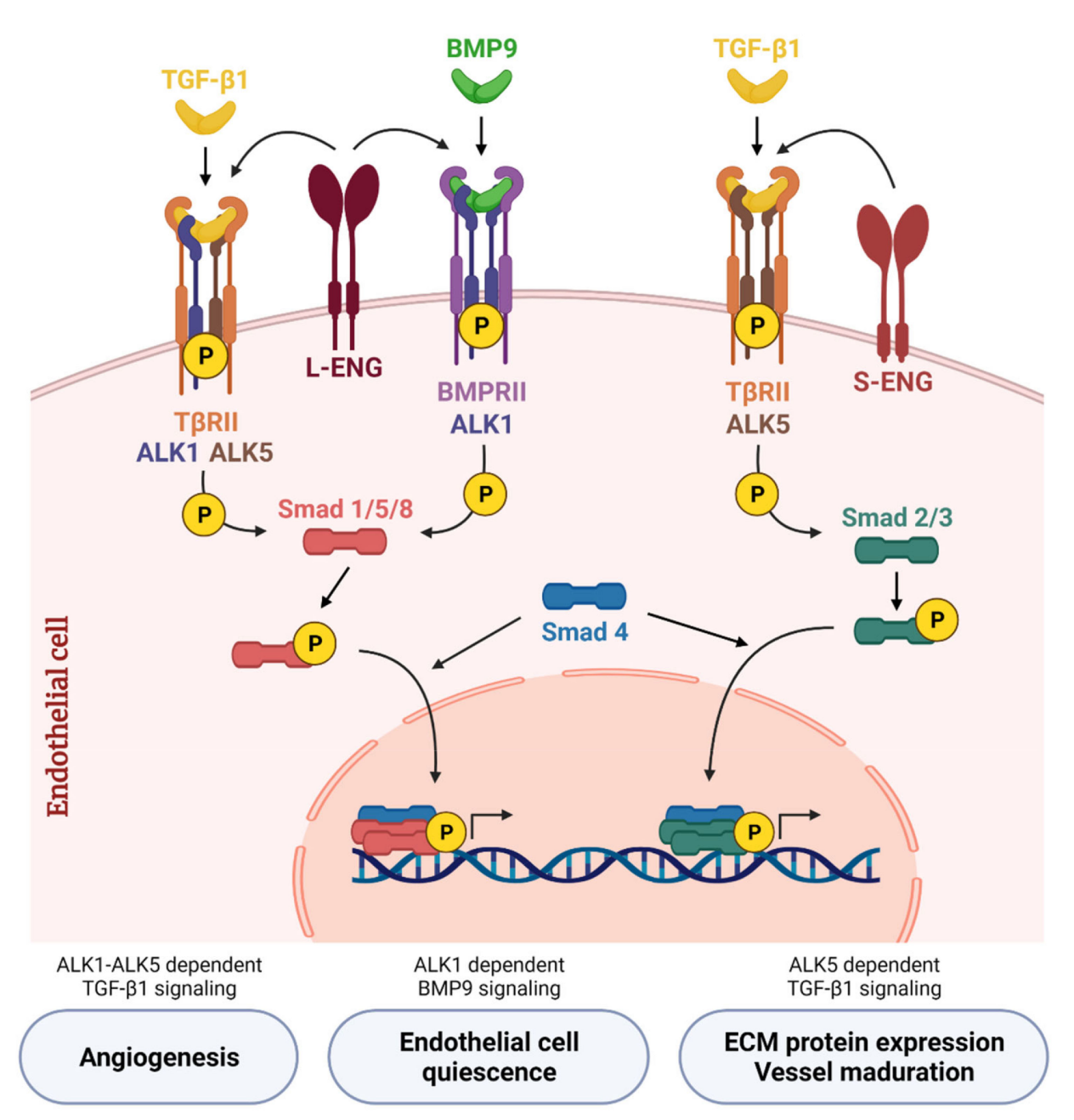 Vascular development regulatory factor ACVRL1 Vascular development regulatory factor ACVRL1