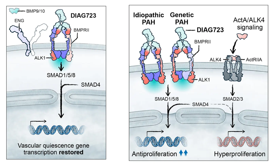 Vascular development regulatory factor ACVRL1 Vascular development regulatory factor ACVRL1