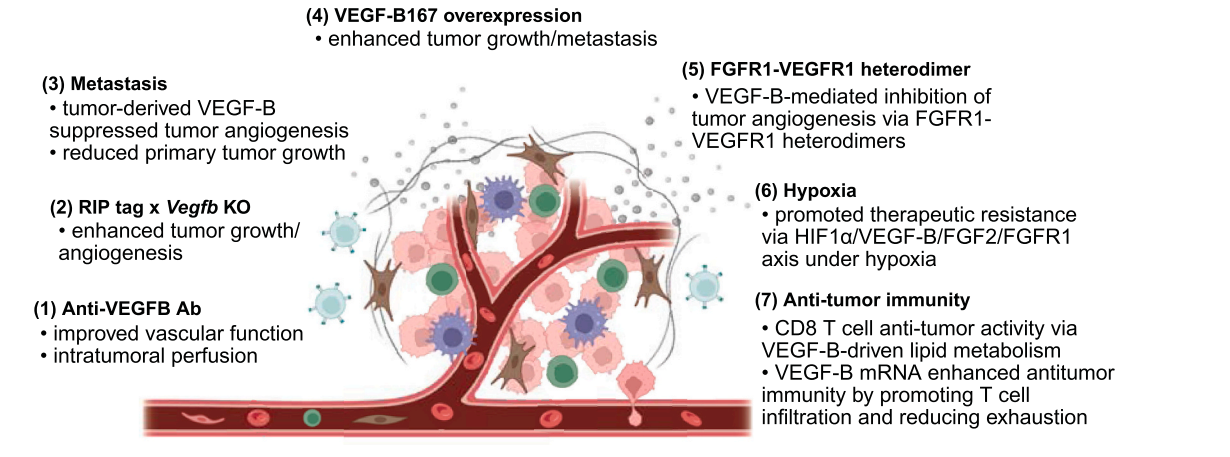 Vascular endothelial growth factor VEGFB Vascular endothelial growth factor VEGFB