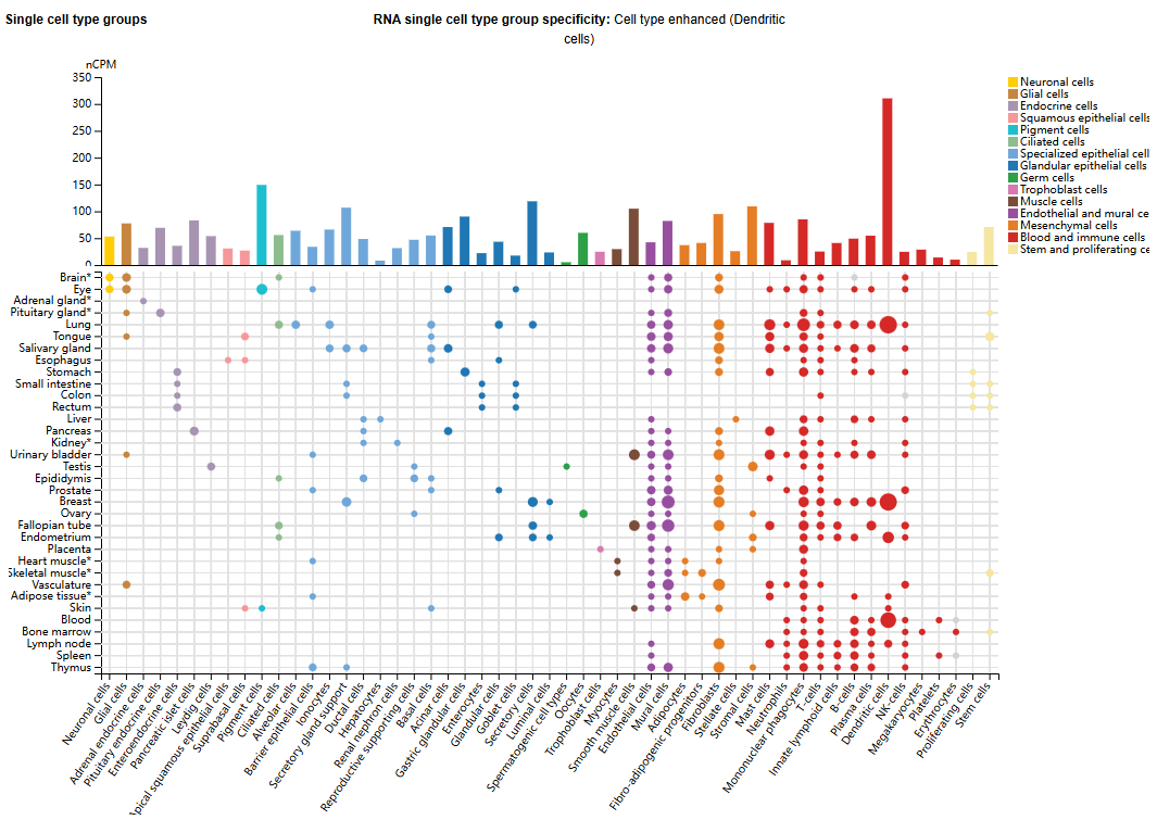 Vascular endothelial growth factor VEGFB Vascular endothelial growth factor VEGFB