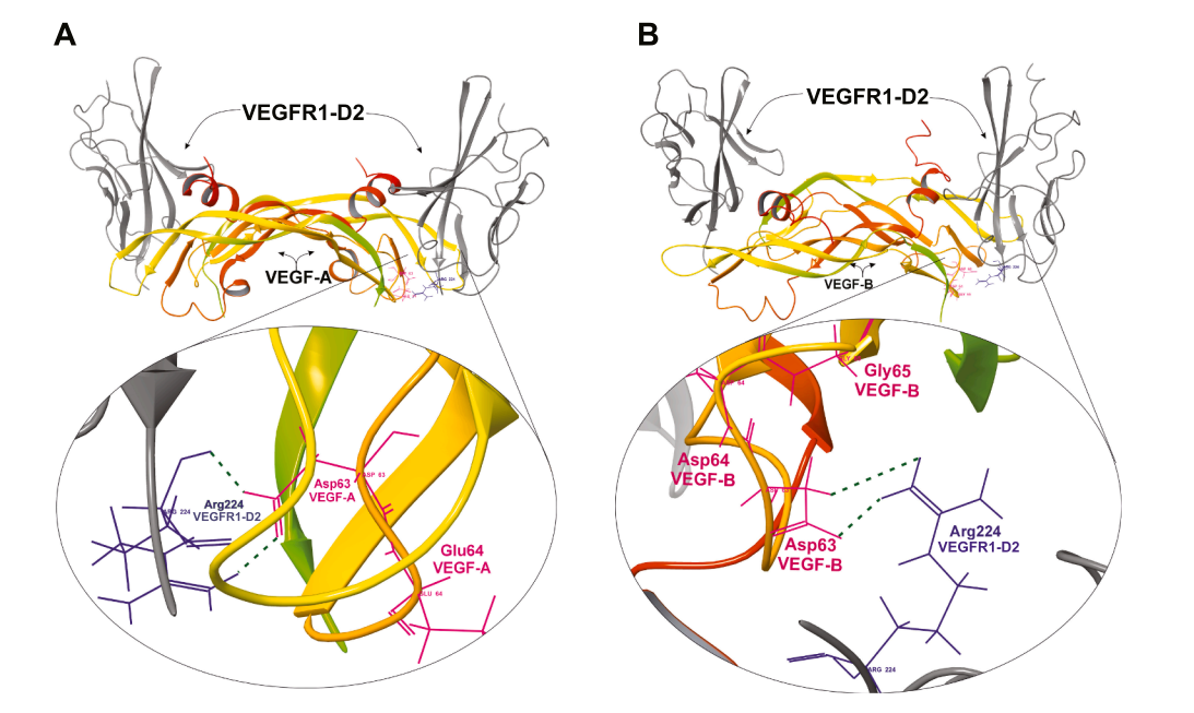 Vascular endothelial growth factor VEGFB Vascular endothelial growth factor VEGFB