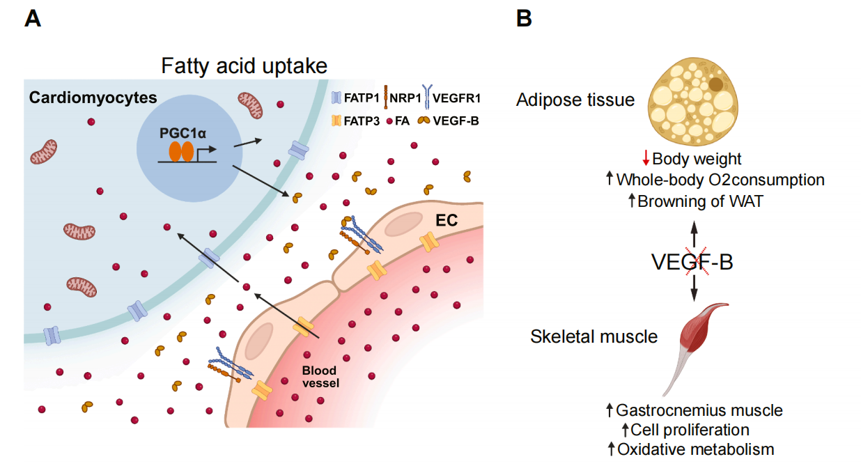 Vascular endothelial growth factor VEGFB Vascular endothelial growth factor VEGFB