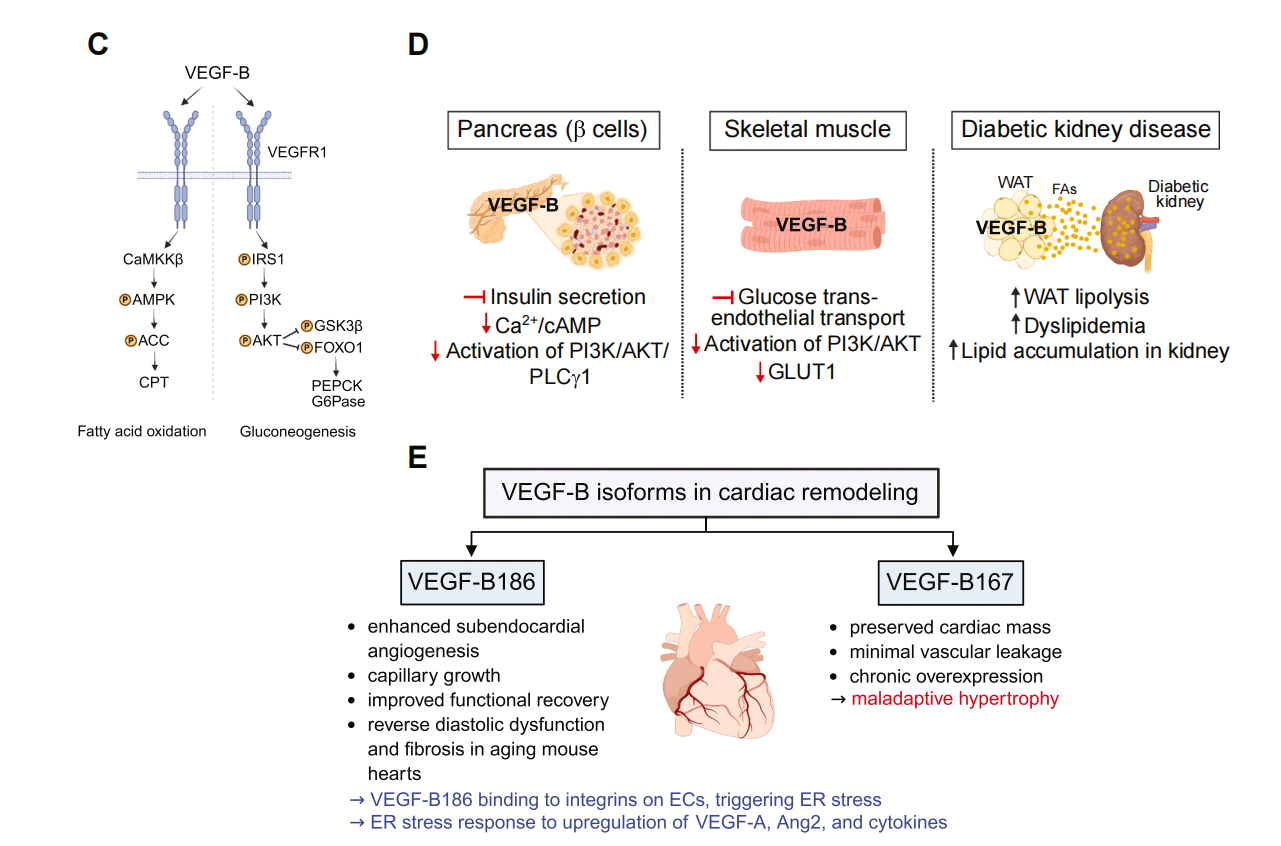 Vascular endothelial growth factor VEGFB Vascular endothelial growth factor VEGFB
