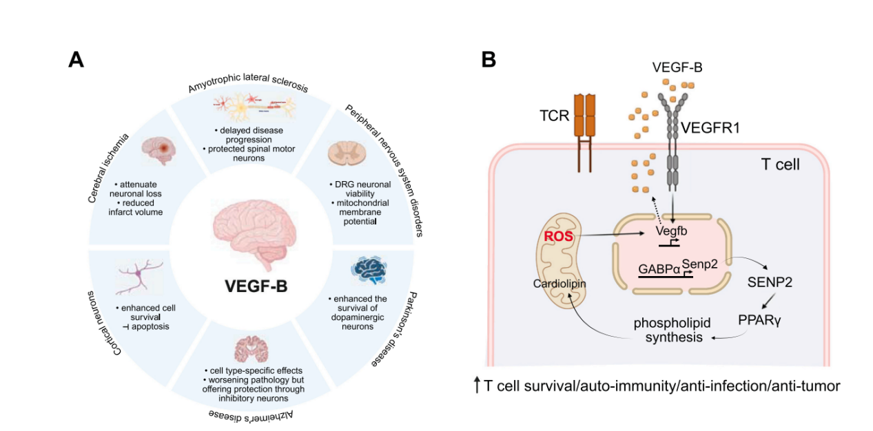 Vascular endothelial growth factor VEGFB Vascular endothelial growth factor VEGFB