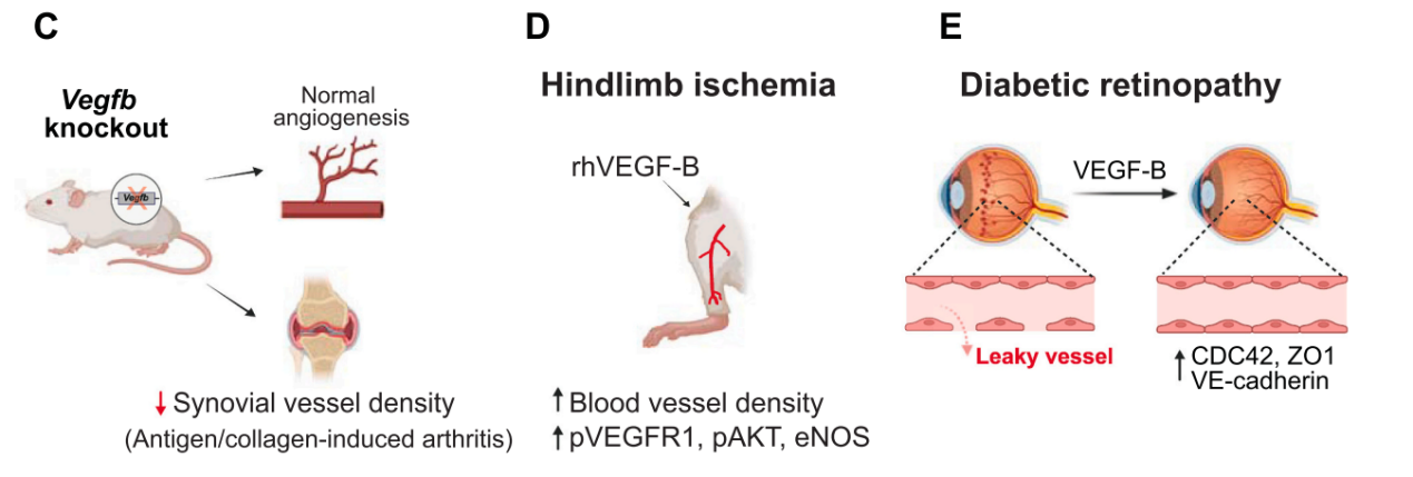 Vascular endothelial growth factor VEGFB Vascular endothelial growth factor VEGFB