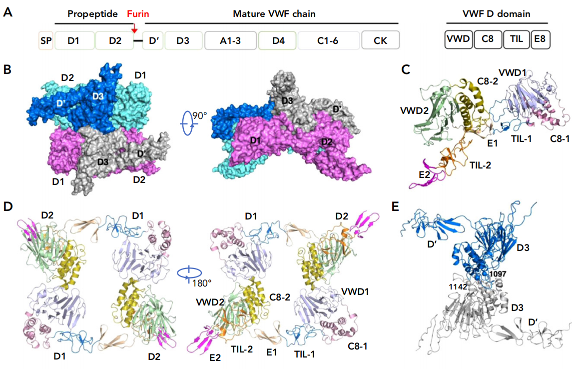 Von Willebrand factor VWF Von Willebrand factor VWF
