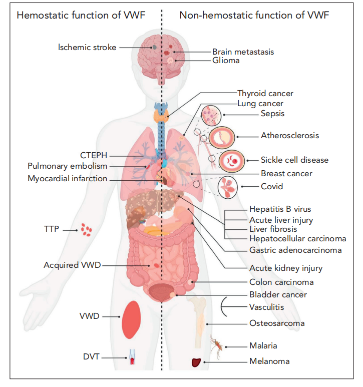 Von Willebrand factor VWF Von Willebrand factor VWF