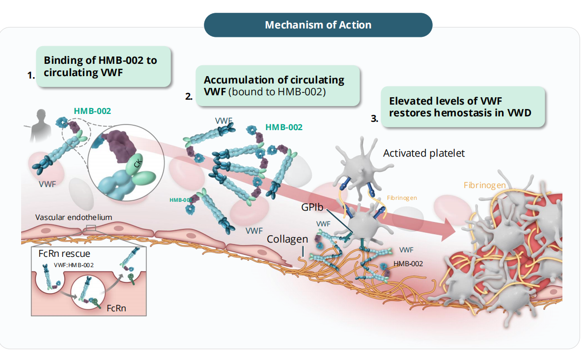 Von Willebrand factor VWF Von Willebrand factor VWF