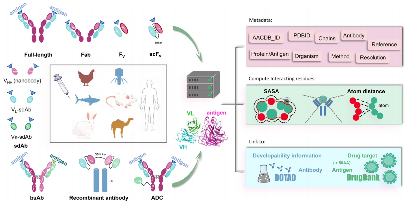A comprehensive antigen-antibody complex database unlocking insights into interaction interface A comprehensive antigen-antibody complex database unlocking insights into interaction interface