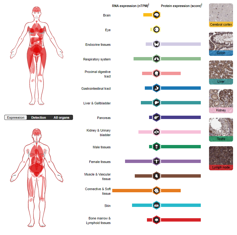 A key regulator of the vasculature ADM