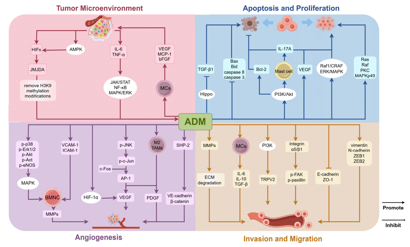 A key regulator of the vasculature ADM