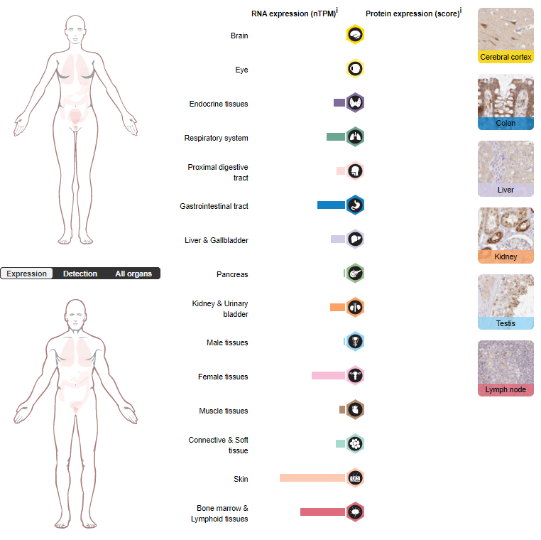 A novel target for ADC tumor therapy LRRC15