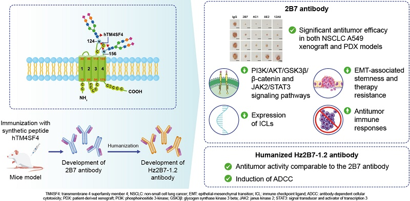 A therapeutic antibody targeting TM4SF4 with anti-tumor activity