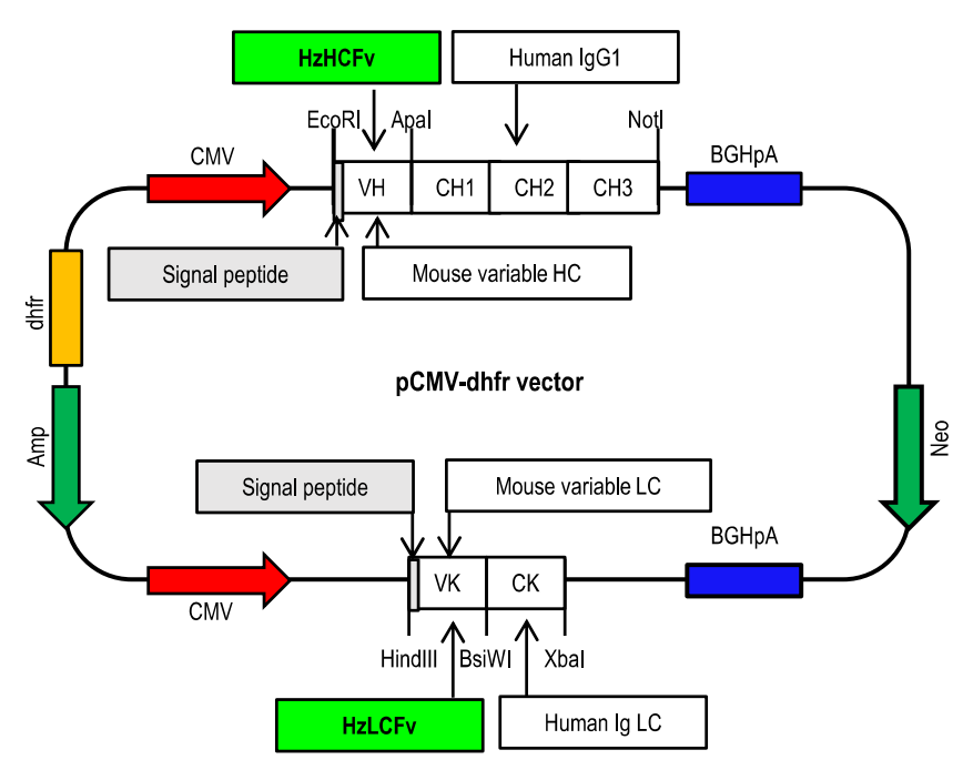 A therapeutic antibody targeting TM4SF4 with anti-tumor activity