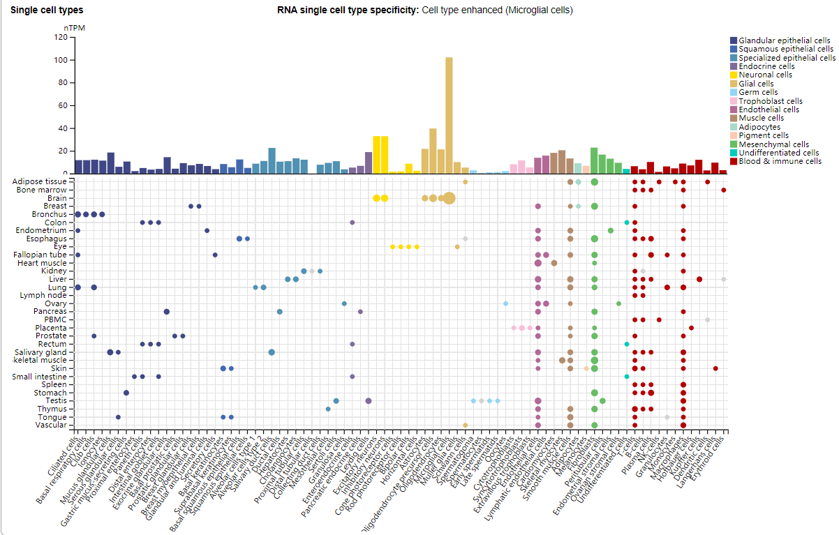 Activin receptor type 1 kinase ACVR1
