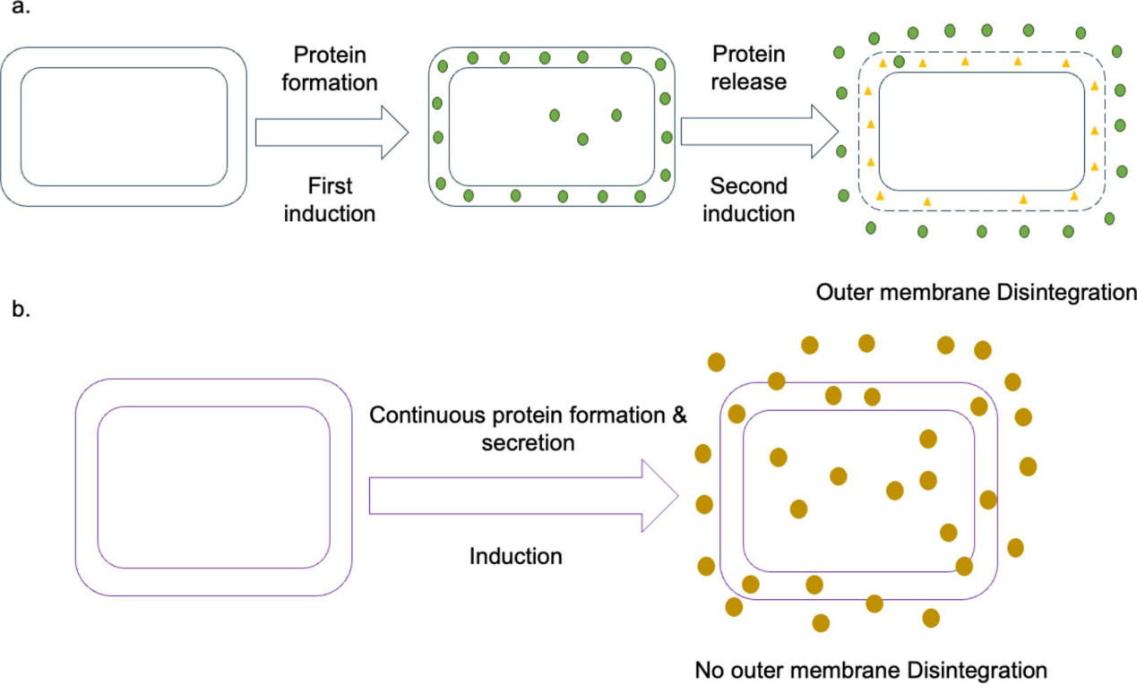 Advancements in Escherichia coli secretion systems for enhanced recombinant protein production