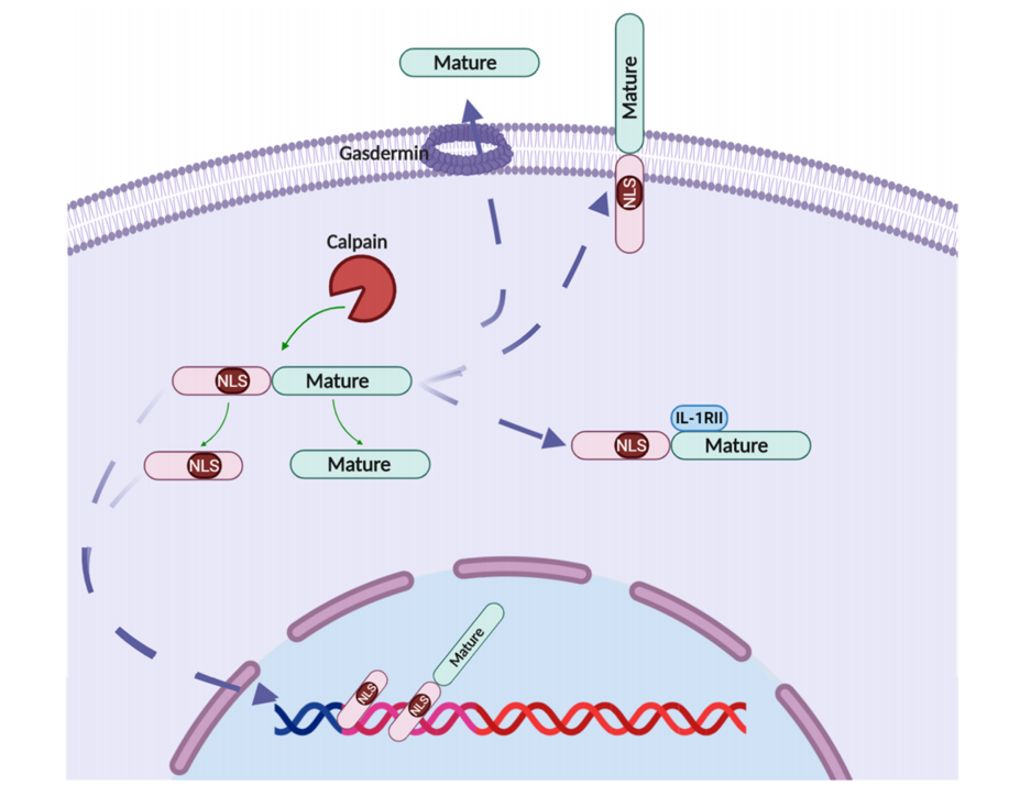 Alarm cytokine IL1A