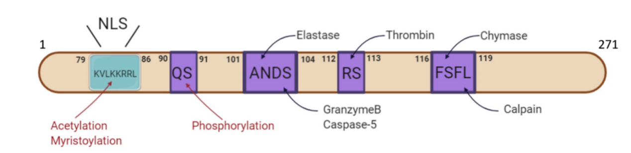 Alarm cytokine IL1A