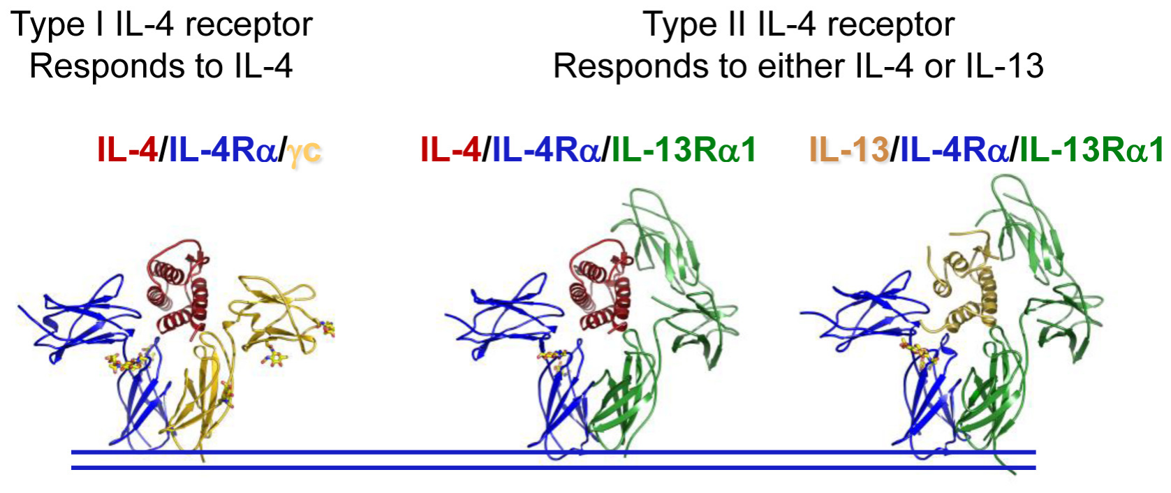 Allergic response regulator IL-4 Allergic response regulator IL-4
