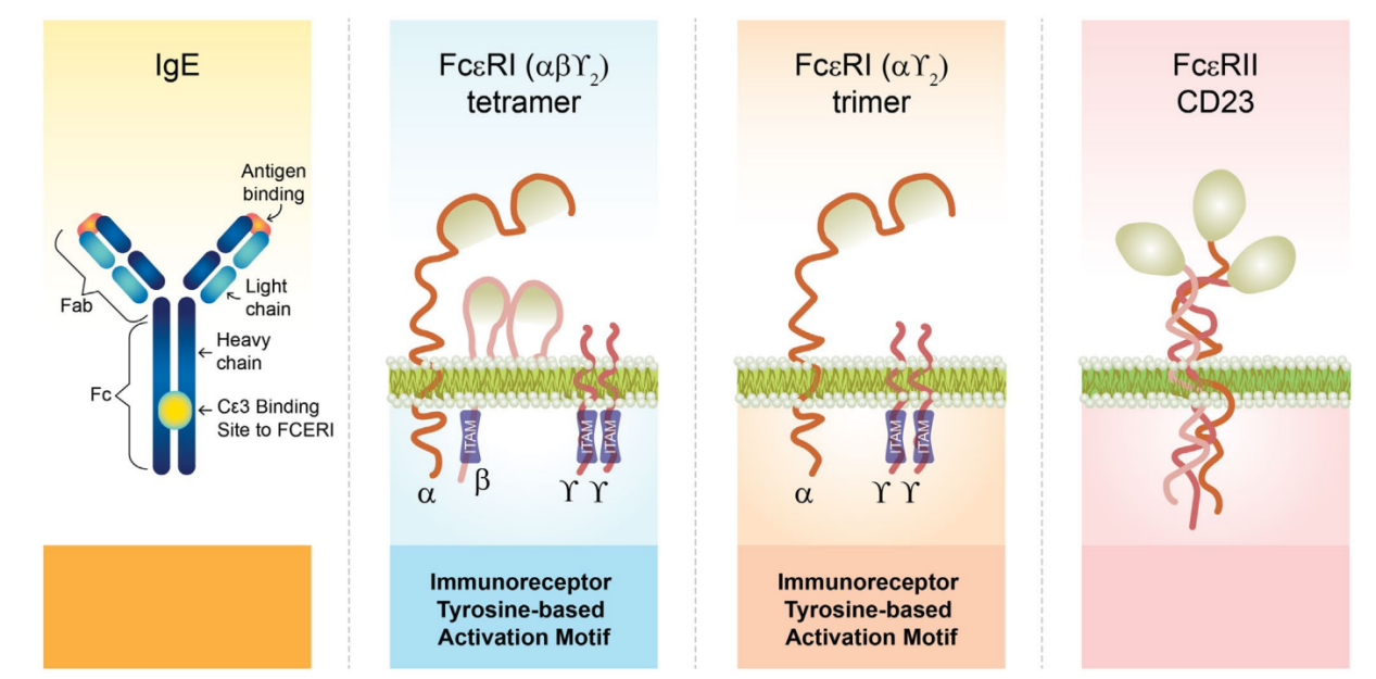Allergic trigger IgE