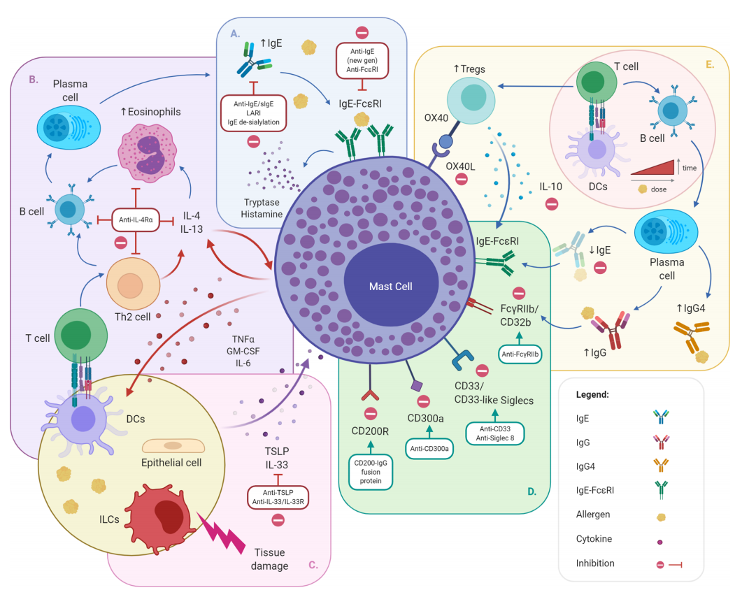 Allergic trigger IgE