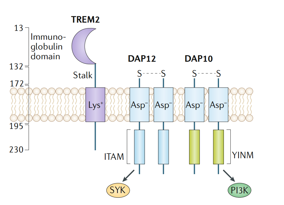 Alzheimer disease therapeutic target TREM2 Alzheimer disease therapeutic target TREM2