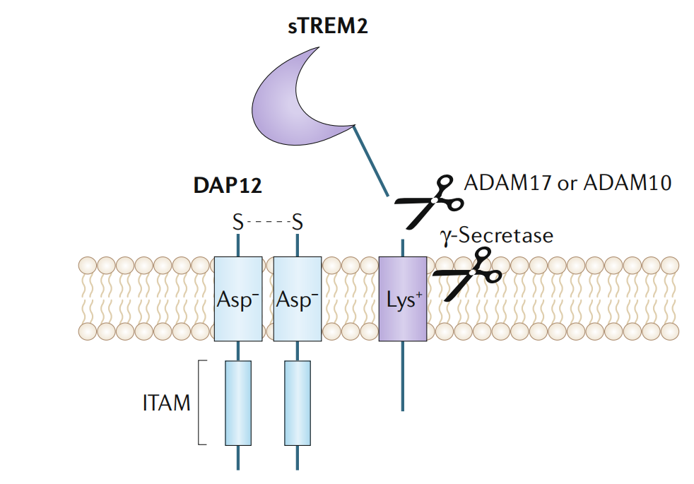 Alzheimer disease therapeutic target TREM2 Alzheimer disease therapeutic target TREM2