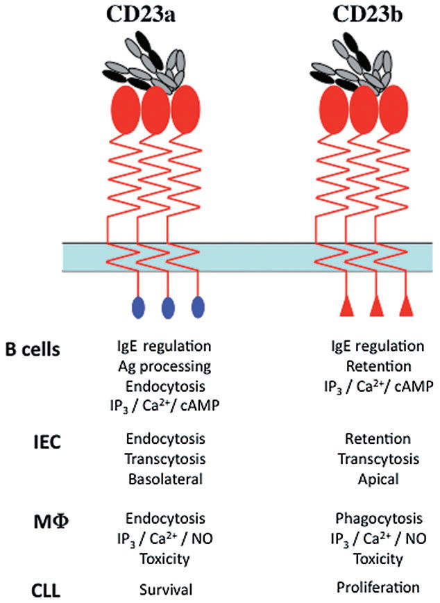 Anaphylaxis regulatory receptor CD23