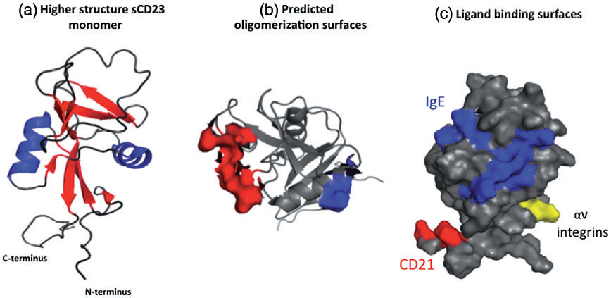 Anaphylaxis regulatory receptor CD23