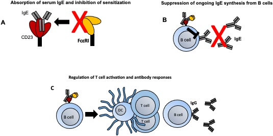 Anaphylaxis regulatory receptor CD23