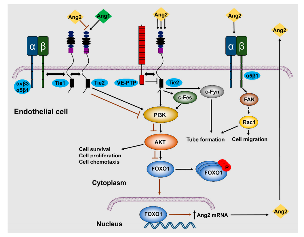 Angiogenesis regulatory target ANGPT2