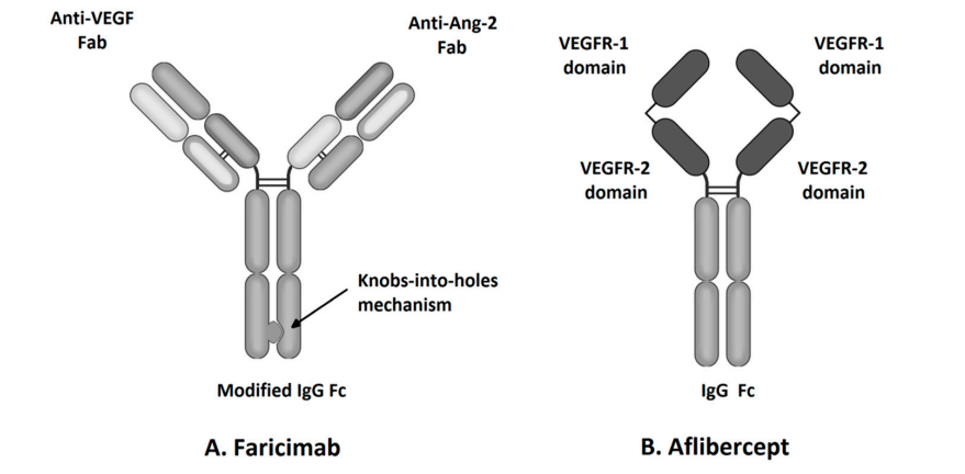 Angiogenesis regulatory target ANGPT2