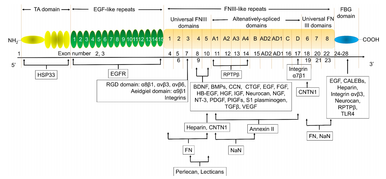 Angiogenesis regulatory target TNC
