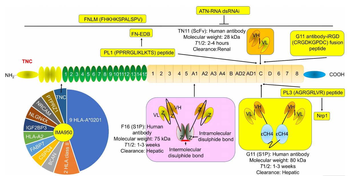 Angiogenesis regulatory target TNC