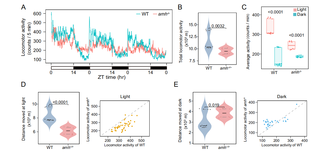 Anti-Müllerian Hormone Signaling Maintains Circadian Homeostasis in Zebrafish