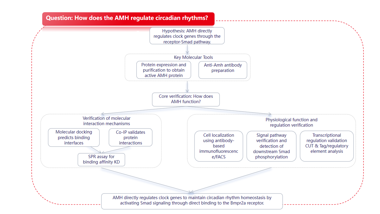 Anti-Müllerian Hormone Signaling Maintains Circadian Homeostasis in Zebrafish