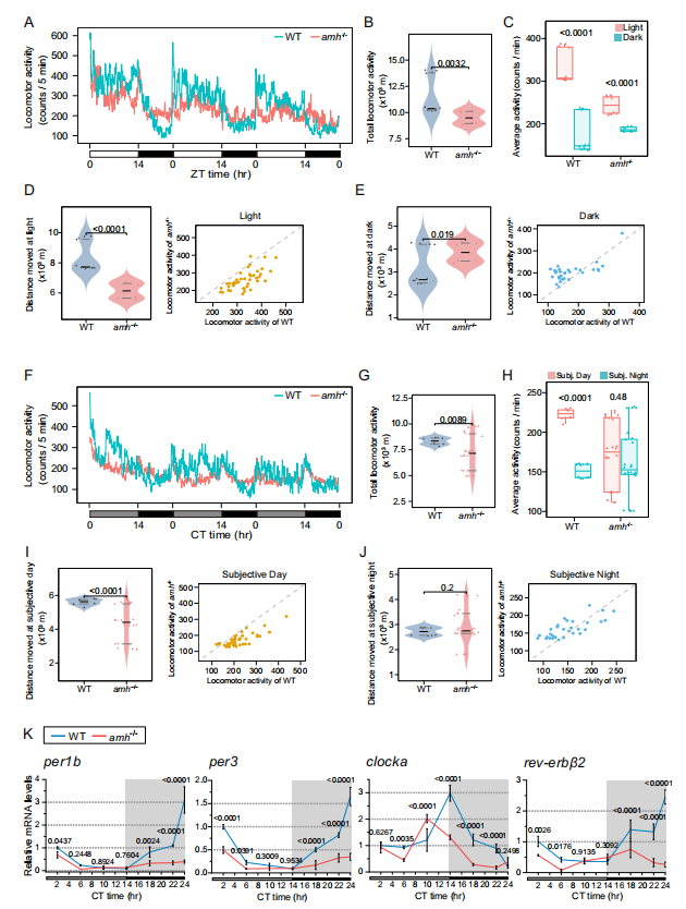 Anti-Müllerian Hormone Signaling Maintains Circadian Homeostasis in Zebrafish