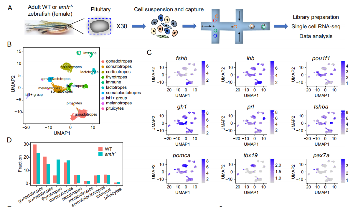 Anti-Müllerian Hormone Signaling Maintains Circadian Homeostasis in Zebrafish