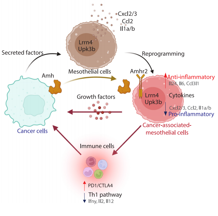 Anti Müllerian hormone receptor AMHR2