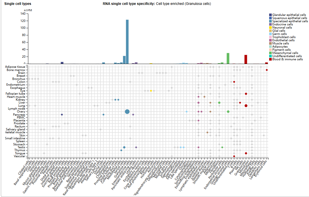 Anti Müllerian hormone receptor AMHR2