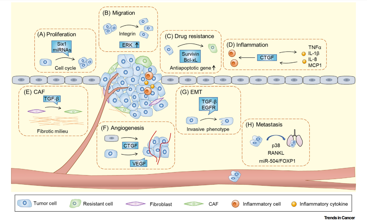 Anti-fibrotic target CTGF
