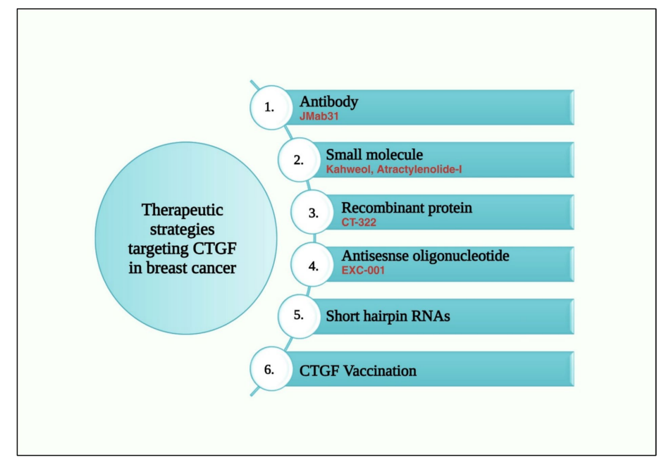 Anti-fibrotic target CTGF