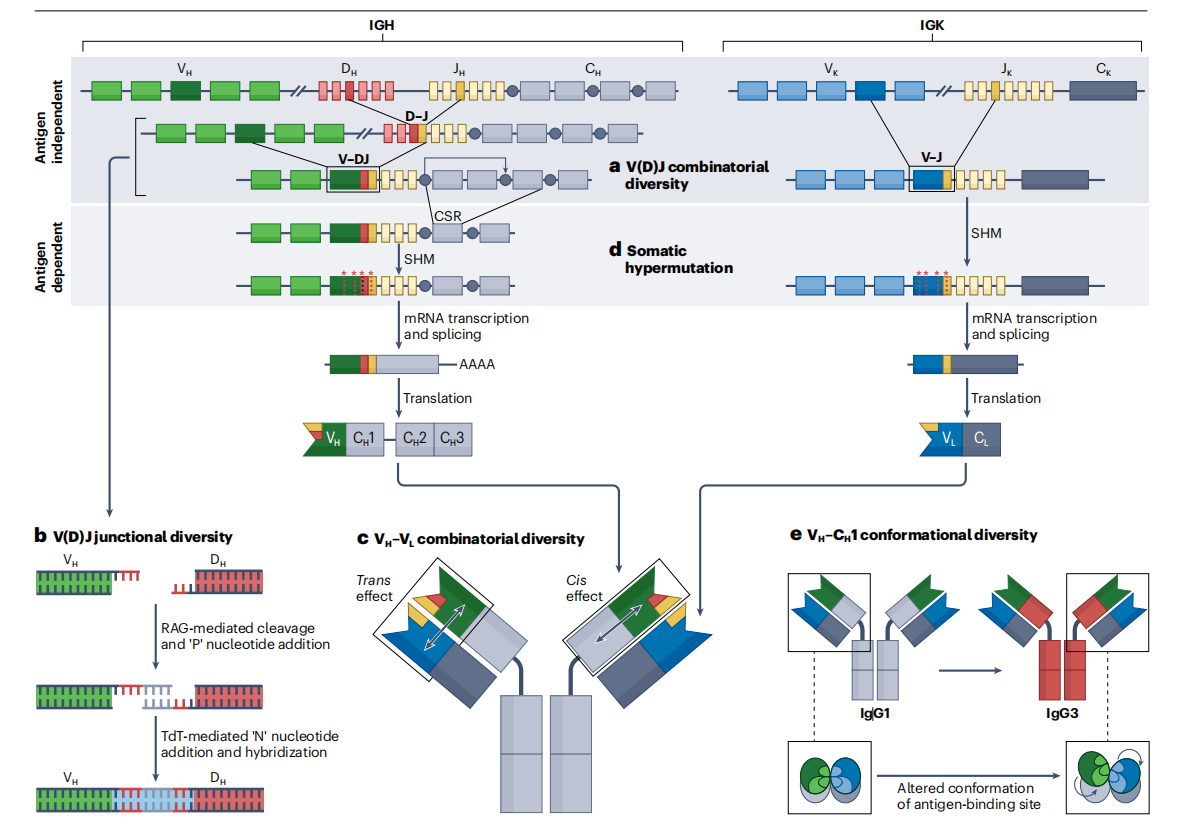 Antibody diversity and specificity and new insights into structure
