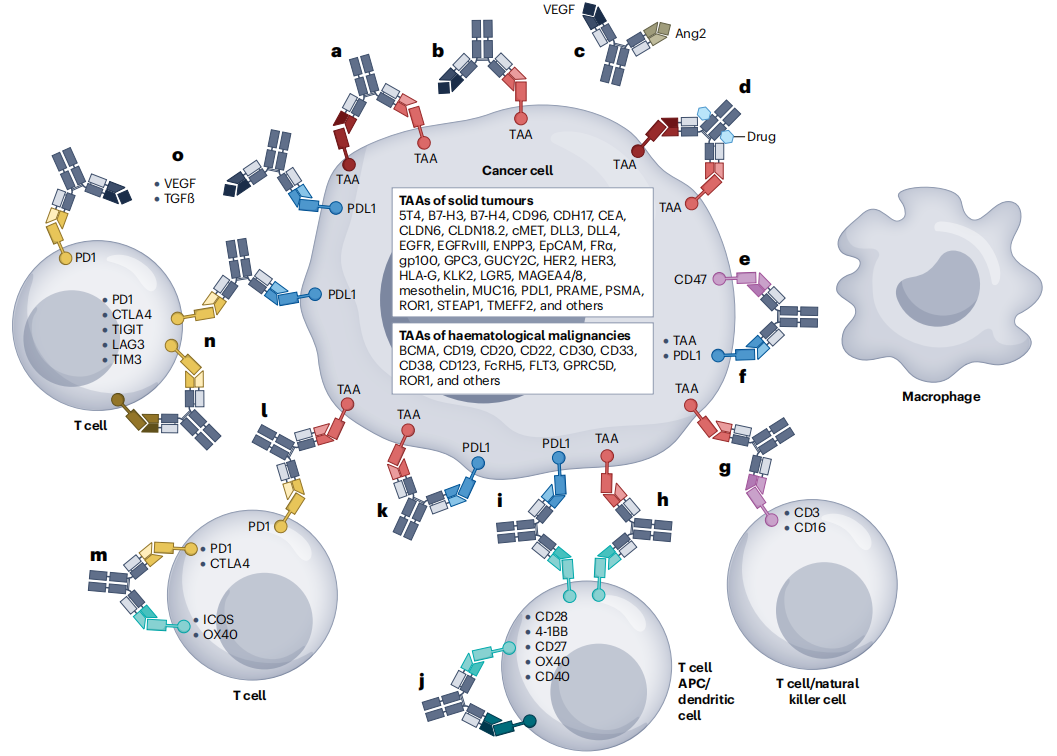 Antibody engineering series bispecific antibody