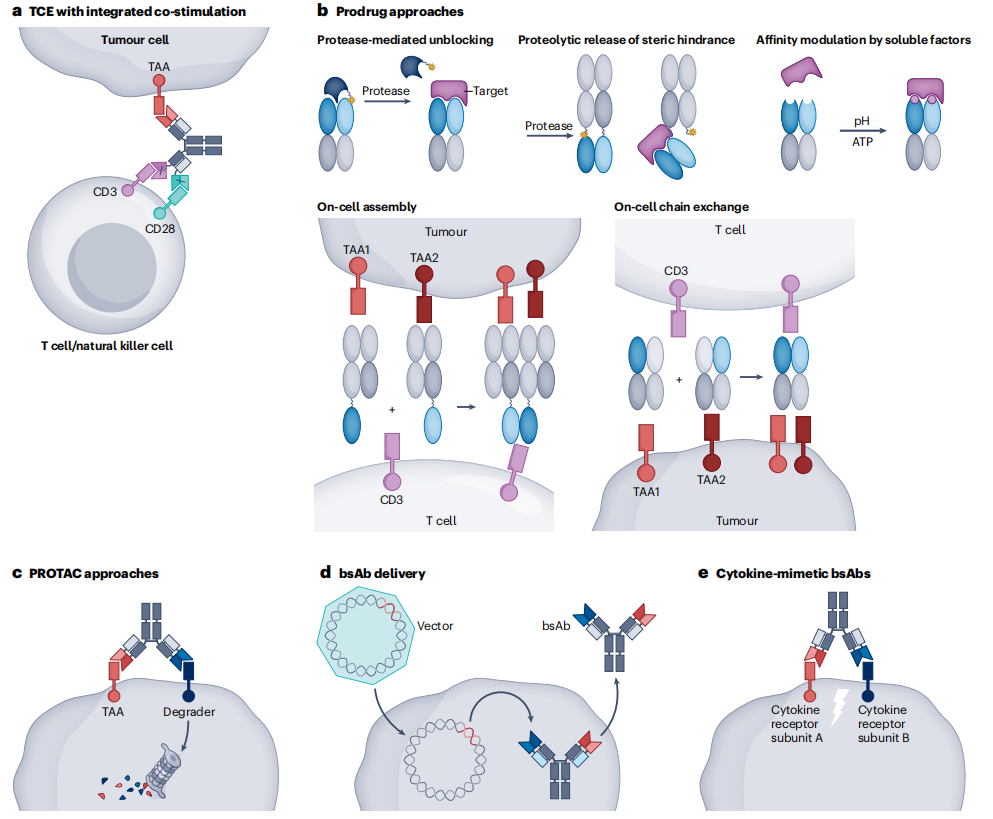Antibody engineering series bispecific antibody