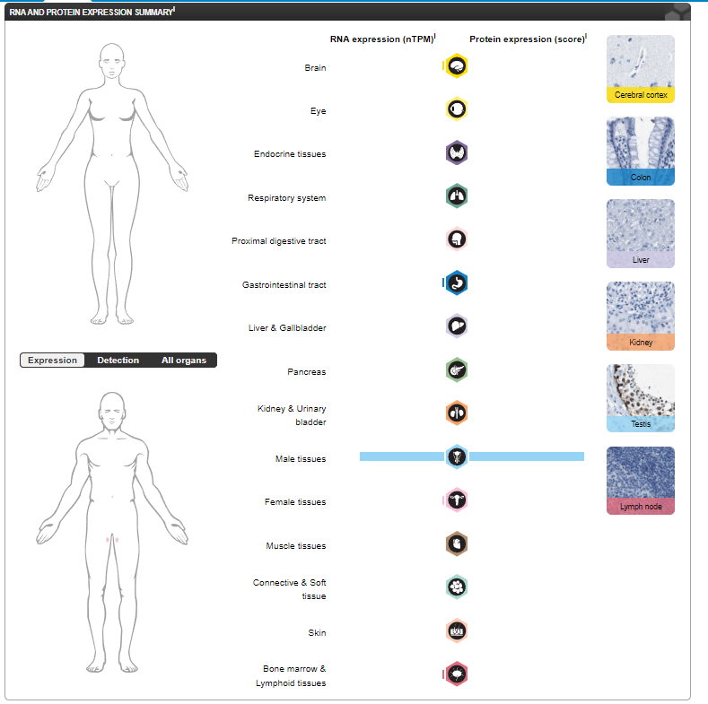 Autoimmune cancer testicular antigen NY-ESO-1