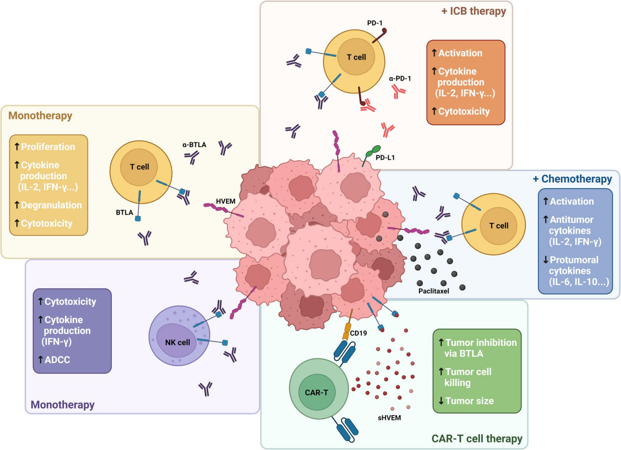 B and T lymphocyte attenuator BTLA
