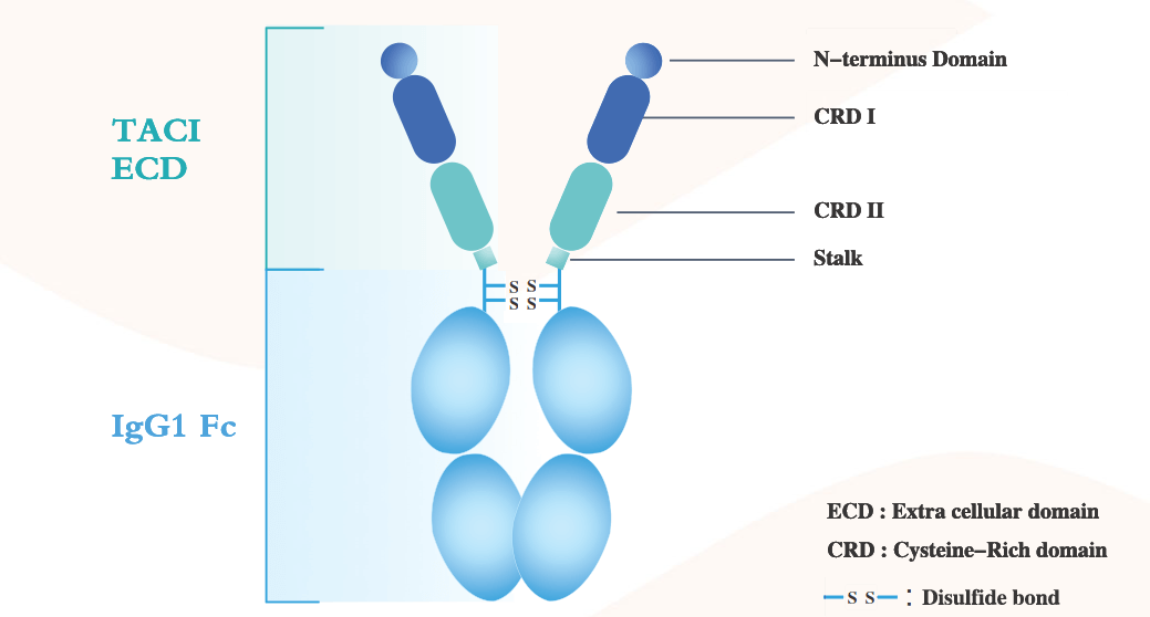 B-cell activating factor BAFF B-cell activating factor BAFF